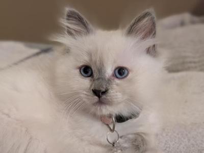 Emma Blue Point - Ragdoll - Gallery Photo #1