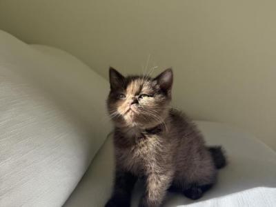 Brown Scottish Kitten - Scottish Straight - Gallery Photo #1