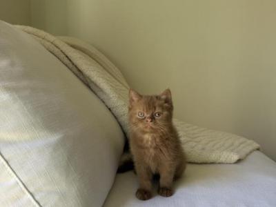 Cinnamon ShortHair British Kitten - British Shorthair - Gallery Photo #1