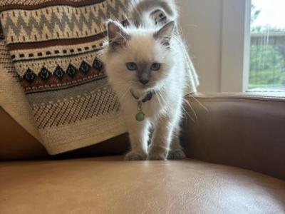 Olive Green Collar - Ragdoll - Gallery Photo #1
