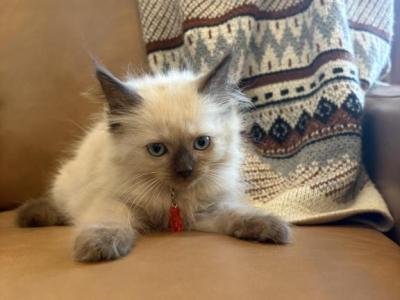 Red Collar - Ragdoll - Gallery Photo #1