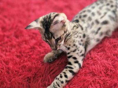 F2 Savannah Littens - Savannah - Gallery Photo #1