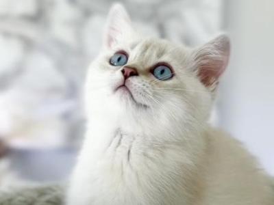 Cosmo - Scottish Straight - Gallery Photo #1