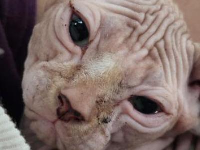 Elf Ears Boys - Sphynx - Gallery Photo #1