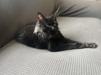 Devon Izarra - Maine Coon - Gallery Photo #1