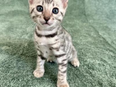 Silver And Snow Kittens - Bengal - Gallery Photo #1