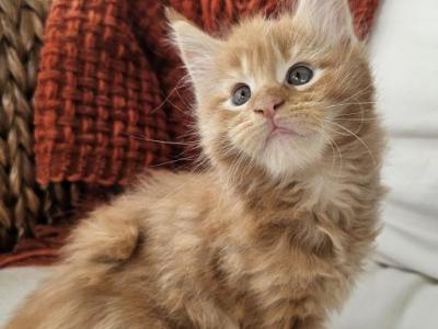 Red Maine Coon Kitten - Maine Coon - Gallery Photo #1