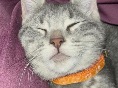 Raya - American Shorthair - Gallery Photo #1
