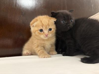 Rusty The Golden Boy - Scottish Fold - Gallery Photo #1