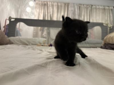 Cedar The Dark Brown Black Boy - British Shorthair - Gallery Photo #1