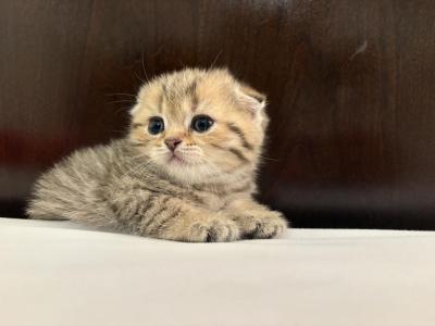 Scarlett The Scottish Fold Princess - Scottish Fold - Gallery Photo #1