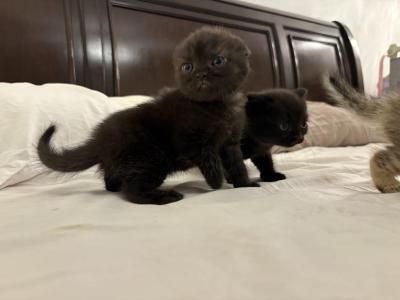 Brown Scottish Fold - Scottish Fold - Gallery Photo #1