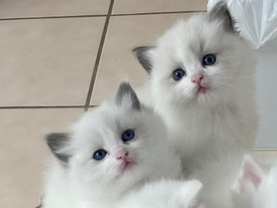 Seal Bicolor Girl - Ragdoll - Gallery Photo #1