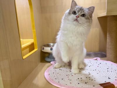 Jojo - Ragdoll - Gallery Photo #1