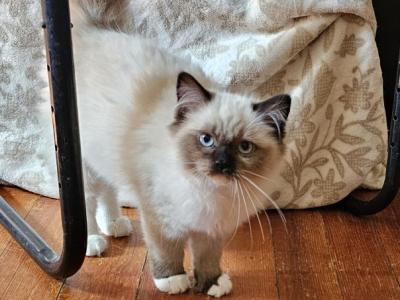 Prudence Female 1 - Ragamuffin - Gallery Photo #1