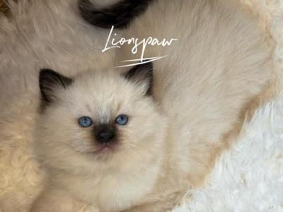 Lionspaw BlackBerry - Ragdoll - Gallery Photo #1