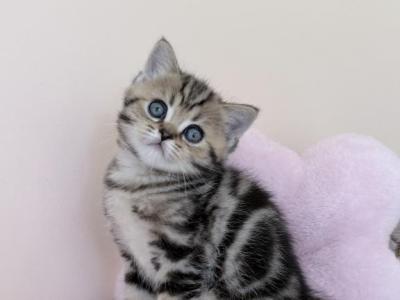 Luna - Scottish Straight - Gallery Photo #1