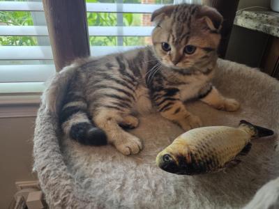 Bruno - Scottish Fold - Gallery Photo #1