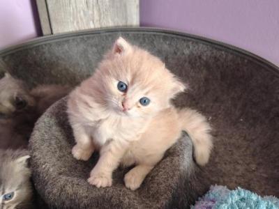 Jiji - Persian - Gallery Photo #1
