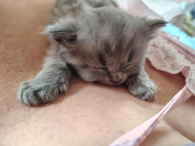 Momo - Persian - Gallery Photo #1