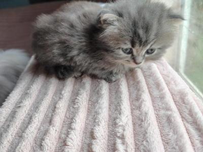 Okarun - Persian - Gallery Photo #1