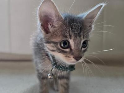 Stray Kittens - American Shorthair - Gallery Photo #1