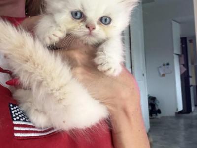 Leo - Himalayan - Gallery Photo #1