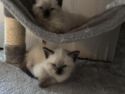Willows Pair - Siamese - Gallery Photo #1