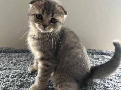Zeke - Scottish Fold - Gallery Photo #1