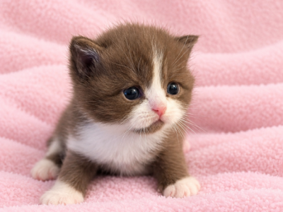 Bicolor Cinnamon Scottish Kitten - Scottish Straight - Gallery Photo #1