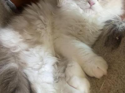 Snow - Scottish Fold - Gallery Photo #1