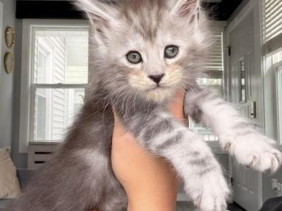Grey Collar - Maine Coon - Gallery Photo #1