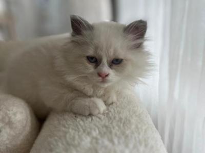 Ruffy The Ragdoll - Ragdoll - Gallery Photo #1