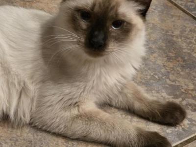 Ragdoll - Ragdoll - Gallery Photo #1