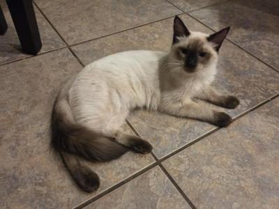 Indigo - Ragdoll - Gallery Photo #1
