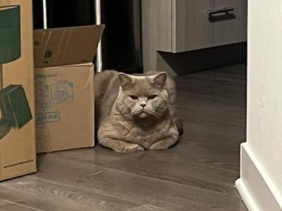 Winston - British Shorthair - Gallery Photo #1