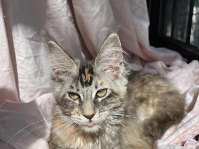 Irene Litter I - Maine Coon - Gallery Photo #1