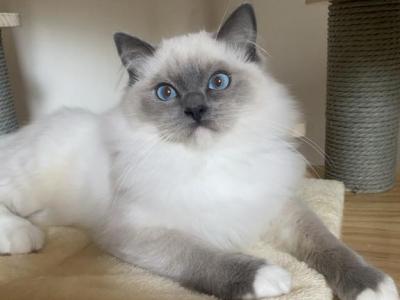 Amur - Ragdoll - Gallery Photo #1