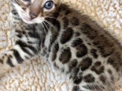 Female Kittens - Bengal - Gallery Photo #1