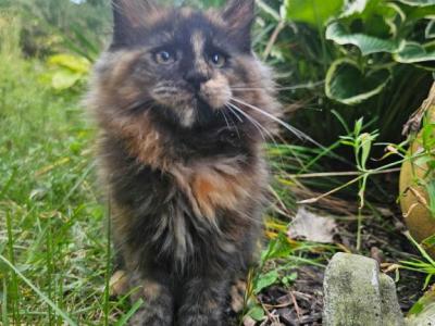 Jiffy Litter J - Maine Coon - Gallery Photo #1