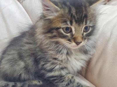 Leo - Domestic - Gallery Photo #1