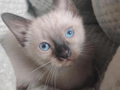 Perry's Baby - Siamese - Gallery Photo #1
