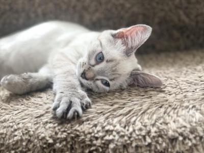 Mocha - Ragdoll - Gallery Photo #1