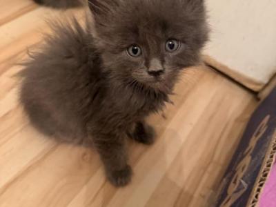 Odin - Maine Coon - Gallery Photo #1