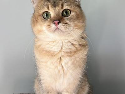 Teddy - Scottish Fold - Gallery Photo #1