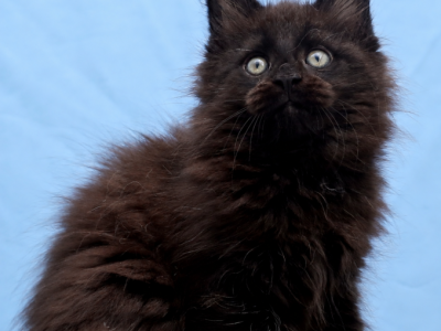 Gerda - Maine Coon - Gallery Photo #1