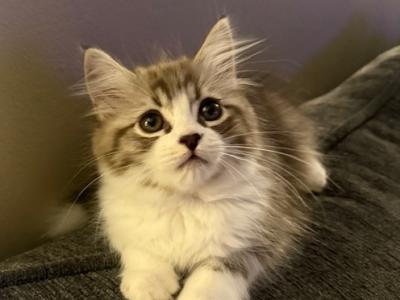 Sirenkatz Aragorn - Ragamuffin - Gallery Photo #1
