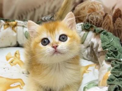 Sonya - British Shorthair - Gallery Photo #1