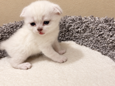 American Bobtail X Scottish - American Bobtail - Gallery Photo #1