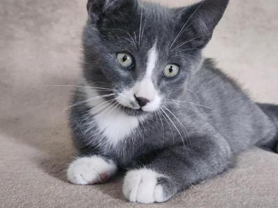 Kitten 4 - British Shorthair - Gallery Photo #1